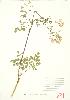  ( - JEM 081)  @11 [ ] Copyright (2009) Unspecified University of Guelph BIO Herbarium