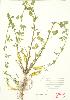  ( - UD 019)  @11 [ ] Copyright (2009) Unspecified University of Guelph BIO Herbarium