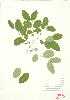  ( - MMD 032)  @11 [ ] Copyright (2009) Unspecified University of Guelph BIO Herbarium