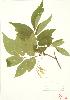  ( - MMD 017)  @11 [ ] Copyright (2009) Unspecified University of Guelph BIO Herbarium
