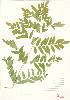  ( - MMD 022)  @11 [ ] Copyright (2009) Unspecified University of Guelph BIO Herbarium