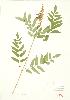  ( - MMD 022)  @11 [ ] Copyright (2009) Unspecified University of Guelph BIO Herbarium