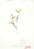  ( - JEM 075)  @11 [ ] Copyright (2009) Unspecified University of Guelph BIO Herbarium
