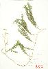  ( - JEM 067)  @11 [ ] Copyright (2009) Unspecified University of Guelph BIO Herbarium