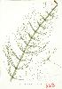  ( - JEM 059)  @11 [ ] Copyright (2009) Unspecified University of Guelph BIO Herbarium