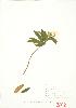  ( - UD 013)  @11 [ ] Copyright (2009) Unspecified University of Guelph BIO Herbarium
