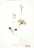  ( - UD 016)  @11 [ ] Copyright (2009) Unspecified University of Guelph BIO Herbarium