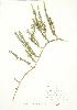  ( - JEM 158)  @11 [ ] Copyright (2009) Unspecified University of Guelph BIO Herbarium