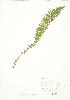  ( - JEM 159)  @11 [ ] Copyright (2009) Unspecified University of Guelph BIO Herbarium