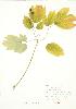  ( - JEM 160)  @11 [ ] Copyright (2009) Unspecified University of Guelph BIO Herbarium