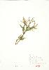  ( - JEM 150)  @11 [ ] Copyright (2009) Unspecified University of Guelph BIO Herbarium