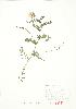  ( - JEM 146)  @11 [ ] Copyright (2009) Unspecified University of Guelph BIO Herbarium