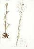  ( - JEM 086)  @11 [ ] Copyright (2009) Unspecified University of Guelph BIO Herbarium