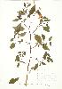  ( - JEM 091)  @11 [ ] Copyright (2009) Unspecified University of Guelph BIO Herbarium