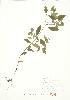  ( - JEM 118)  @11 [ ] Copyright (2009) Unspecified University of Guelph BIO Herbarium