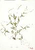  ( - JEM 097)  @11 [ ] Copyright (2009) Unspecified University of Guelph BIO Herbarium