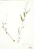  ( - JEM 126)  @11 [ ] Copyright (2009) Unspecified University of Guelph BIO Herbarium