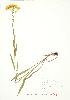  ( - JEM 139)  @11 [ ] Copyright (2009) Unspecified University of Guelph BIO Herbarium