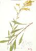  ( - JEM 077B)  @11 [ ] Copyright (2009) Unspecified University of Guelph BIO Herbarium