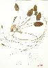  ( - ABM 005)  @11 [ ] Copyright (2009) Unspecified University of Guelph BIO Herbarium