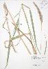  ( - JAG 0216)  @11 [ ] Copyright (2009) Unspecified University of Guelph BIO Herbarium