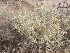  ( - CRUBST65-001)  @11 [ ] Copyright (2014) Cintia Souto Laboratorio Ecotono - CRUB- UNC