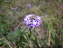  (Glandularia pinnatifida - CRUBST1_009)  @11 [ ] Copyright (2014) Cintia Souto Laboratorio Ecotono - CRUB- UNC