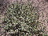  ( - CRUBST35-007)  @11 [ ] Copyright (2015) Cintia Souto Laboratorio Ecotono - CRUB- UNC