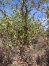  ( - CRUBST23-004)  @11 [ ] Copyright (2015) Cintia Souto Laboratorio Ecotono - CRUB- UNC