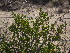  ( - CRUBST33-004)  @11 [ ] Copyright (2015) Cintia Souto Laboratorio Ecotono - CRUB- UNC