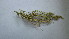  (Atriplex lithophila - CRUBST35-022)  @11 [ ] Copyright (2013) Cintia Souto Laboratorio Ecotono - CRUB- UNC