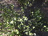  (Acantholippia - CRUBST56-102)  @11 [ ] Copyright (2016) Cintia Souto Laboratorio Ecotono - CRUB- UNC