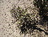  ( - CRUBST35-024)  @11 [ ] Copyright (2016) Cintia Souto Laboratorio Ecotono - CRUB- UNC