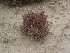  (Salicornia sp1 - CRUBST38-010)  @11 [ ] Copyright (2016) Cintia Souto Laboratorio Ecotono - CRUB- UNC