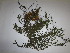  ( - CRUBST88-006)  @11 [ ] Copyright (2016) Cintia Souto Laboratorio Ecotono - CRUB- UNC