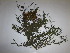  ( - CRUBST88-002)  @11 [ ] Copyright (2016) Cintia Souto Laboratorio Ecotono - CRUB- UNC