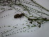  ( - CRUBST78-001)  @11 [ ] Copyright (2016) Cintia Souto Laboratorio Ecotono - CRUB- UNC