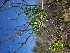  (Larrea cuneifolia - CRUBST33-048)  @11 [ ] Copyright (2091) Cintia Souto Laboratorio Ecotono - CRUB- UNC