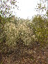  ( - CRUBST35-1025)  @11 [ ] Copyright (2054) Cintia Souto Laboratorio Ecotono - CRUB- UNC