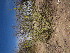  (Parkinsonia - CRUBST40-007)  @11 [ ] Copyright (2081) Cintia Souto Laboratorio Ecotono - CRUB- UNC