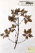  ( - BPTPS001)  @11 [ ] Copyright (2022) Instituto Nacional de Investigacao Agraria e Veterinaria Instituto Nacional de Investigacao Agraria e Veterinaria