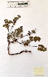  (Clinopodium menthifolium - BPTPS012)  @11 [ ] Copyright (2022) Instituto Nacional de Investigacao Agraria e Veterinaria Instituto Nacional de Investigacao Agraria e Veterinaria