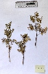 ( - BPTPS017)  @11 [ ] Copyright (2022) Instituto Nacional de Investigacao Agraria e Veterinaria Instituto Nacional de Investigacao Agraria e Veterinaria