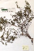  (Thymus capitellatus - BPTPS020)  @11 [ ] Copyright (2022) Instituto Nacional de Investigacao Agraria e Veterinaria Instituto Nacional de Investigacao Agraria e Veterinaria