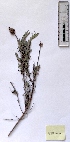  (Lavandula - BPTPS022)  @11 [ ] Copyright (2022) Instituto Nacional de Investigacao Agraria e Veterinaria Instituto Nacional de Investigacao Agraria e Veterinaria