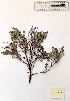  (Thymus zygis - BPTPS027)  @11 [ ] Copyright (2022) Instituto Nacional de Investigacao Agraria e Veterinaria Instituto Nacional de Investigacao Agraria e Veterinaria