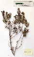 (Salvia rosmarinus - BPTPS028)  @11 [ ] Copyright (2022) Instituto Nacional de Investigacao Agraria e Veterinaria Instituto Nacional de Investigacao Agraria e Veterinaria