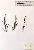 ( - BPTPS108)  @11 [ ] Copyright (2022) Instituto Nacional de Investigacao Agraria e Veterinaria Instituto Nacional de Investigacao Agraria e Veterinaria