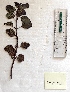  ( - BPTPS132)  @11 [ ] Copyright (2022) Instituto Nacional de Investigacao Agraria e Veterinaria Instituto Nacional de Investigacao Agraria e Veterinaria
