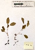  ( - BPTPS146)  @11 [ ] Copyright (2022) Instituto Nacional de Investigacao Agraria e Veterinaria Instituto Nacional de Investigacao Agraria e Veterinaria